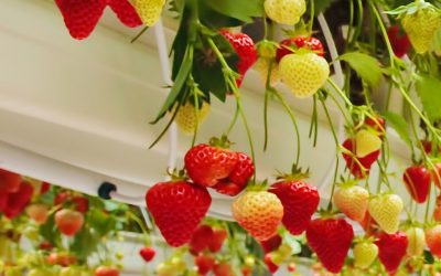 Best Hydroponic Strawberry Cultivation System