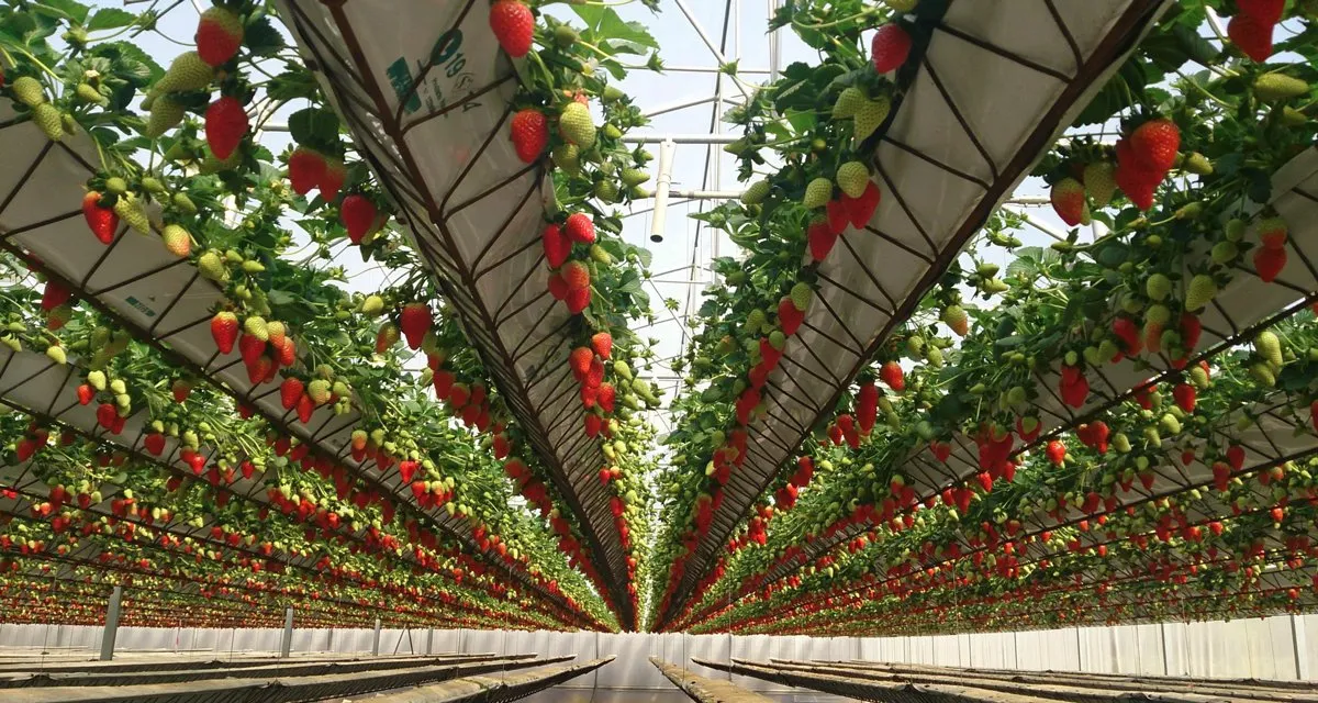 ngs-vertical-strawberry-farming