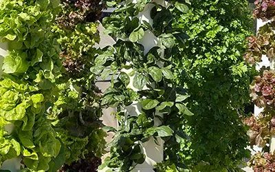 Different options of fertilizers to be used with Tower Garden/Tower Farms