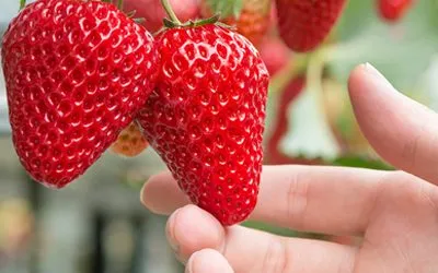 Electrical Consumption of an Indoor Vertical Strawberry Farm