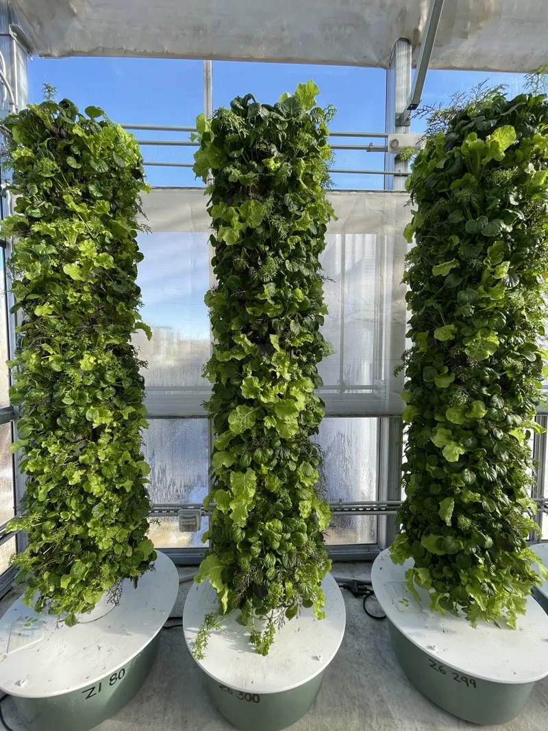 asian-greens-tower-garden