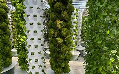 Choosing Regular Towers Over High-Density Towers When Starting a Tower Farm