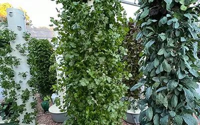 Propagation Process of Cilantro when Growing on an Aeroponic Tower