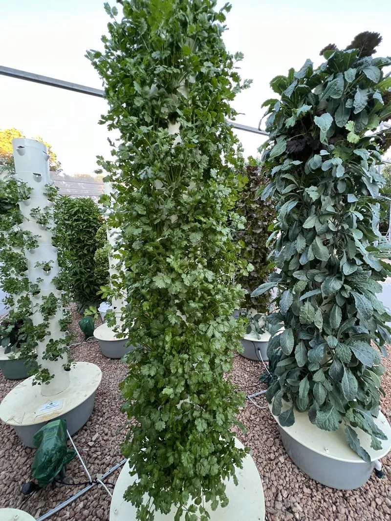 hydroponic-coriander