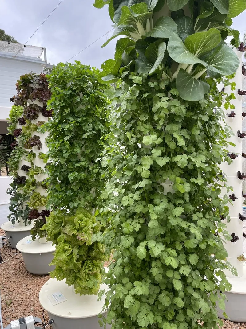 soilless-cilantro
