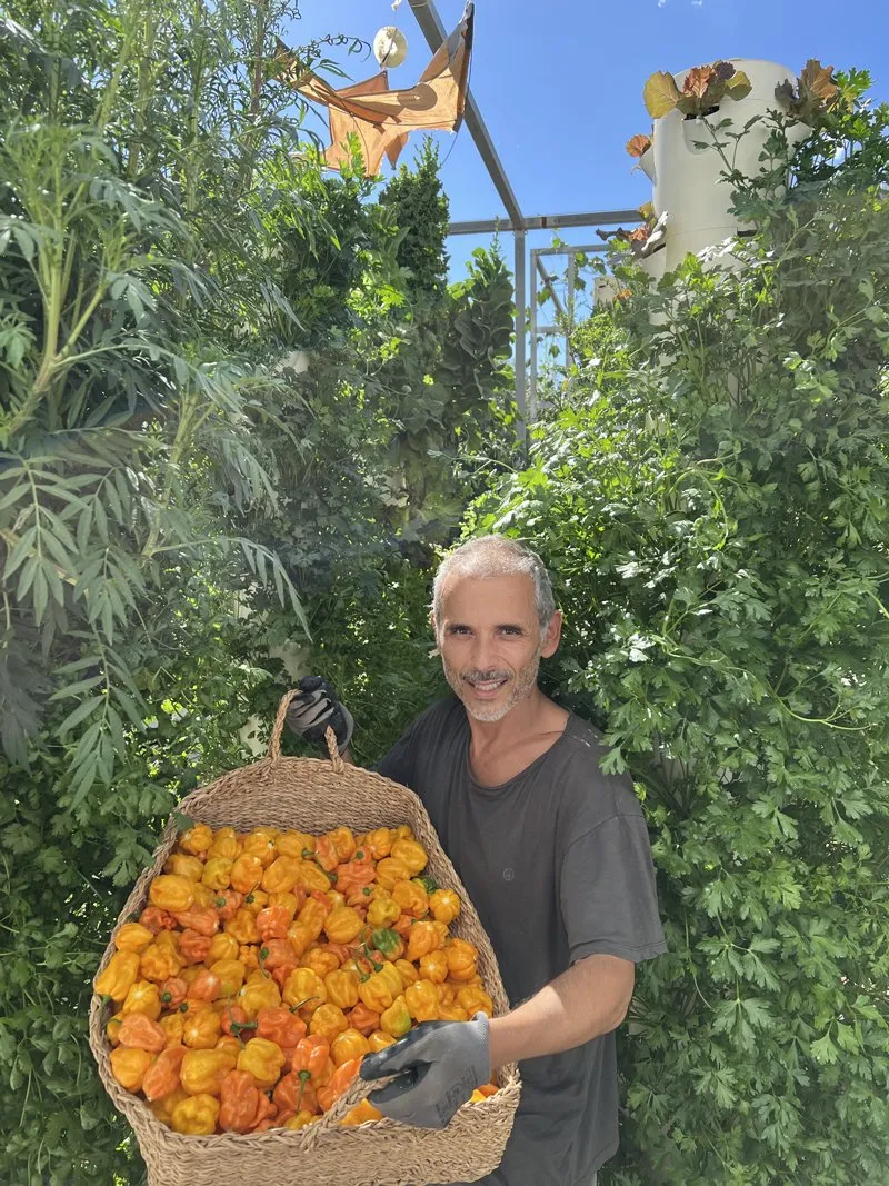 vertical-farming-habaneros