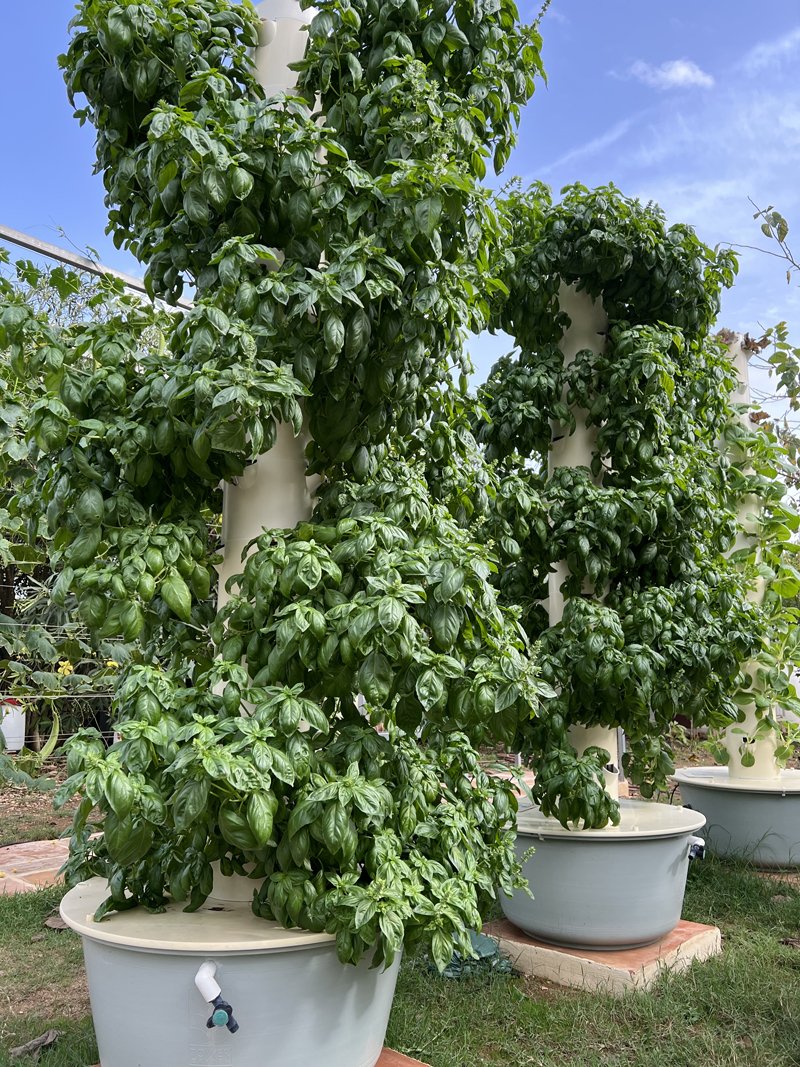 vertical-farming-prospera-basil