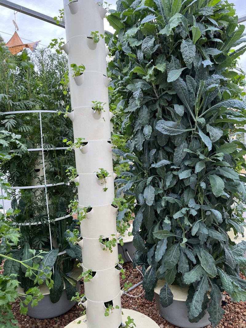 vertical-farming-toscano-kale