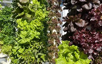 How much electricity does a Tower Garden use?