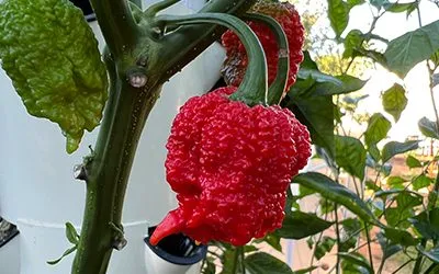 Growing Carolina Reaper Chili Peppers on a Tower Garden