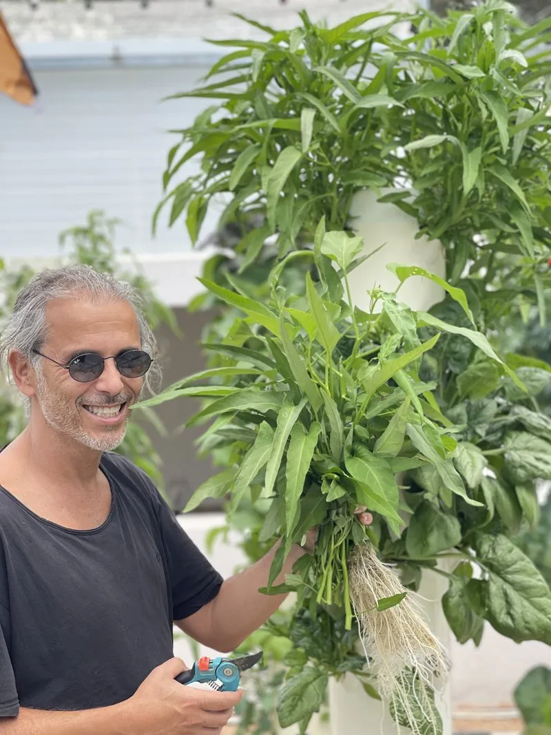 hydroponic-kangkung-