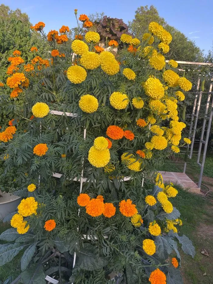 marigold-flower-tower-garden