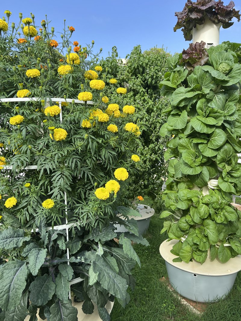 marigold-vertical-farming