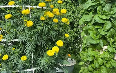 Marigold Flowers on a Tower Garden