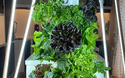 How do I set up Tower Garden?