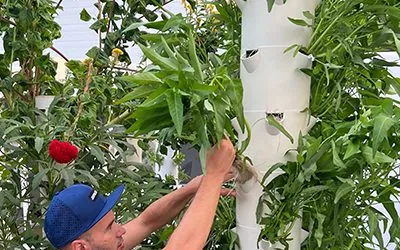 Growing Kangkong on a Tower Garden