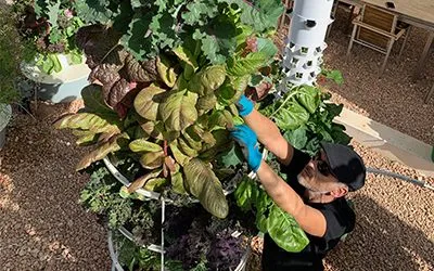 How long does it take plants to grow in Tower Garden?