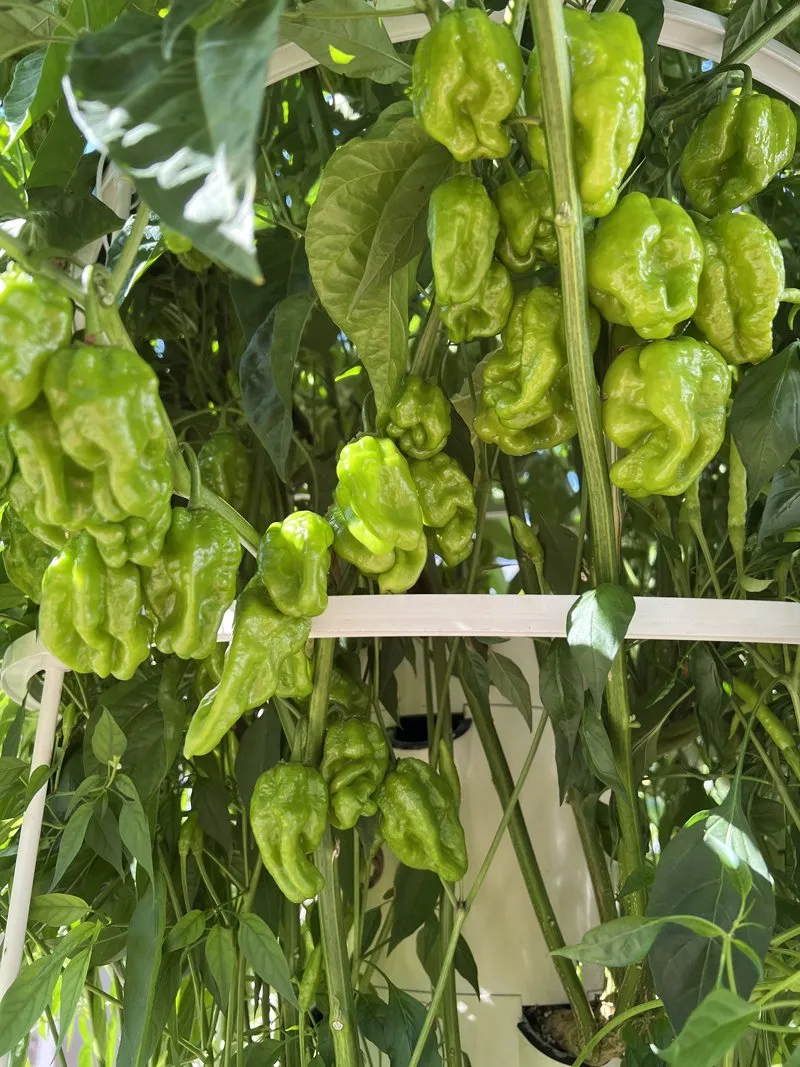 habanero-hydroponics