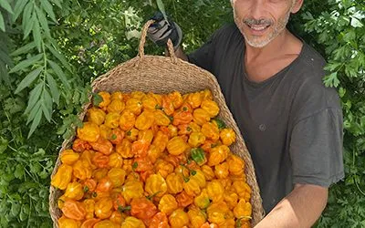 Growing habanero peppers in a Tower Farm using Tower Garden technology