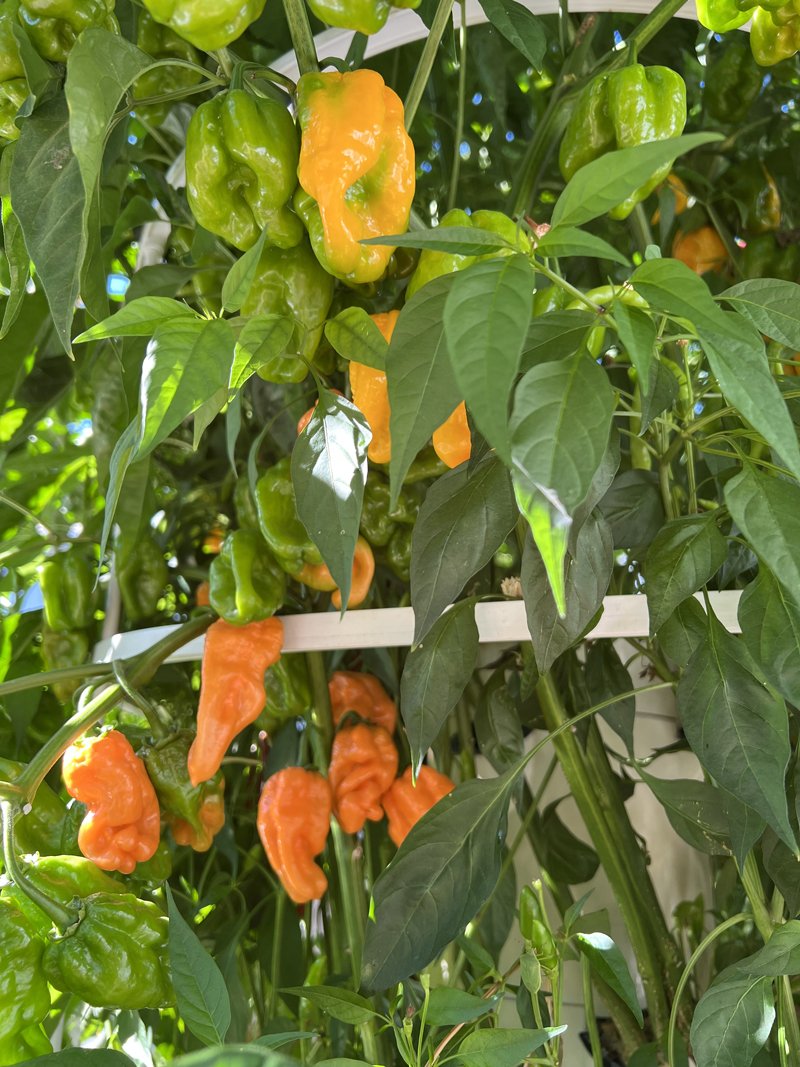 habanero-peppers-tower-garden