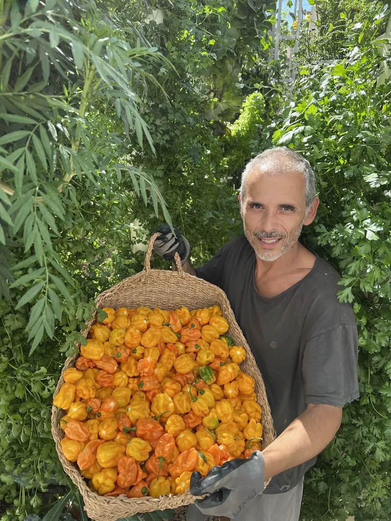 habanero-vertical-farming