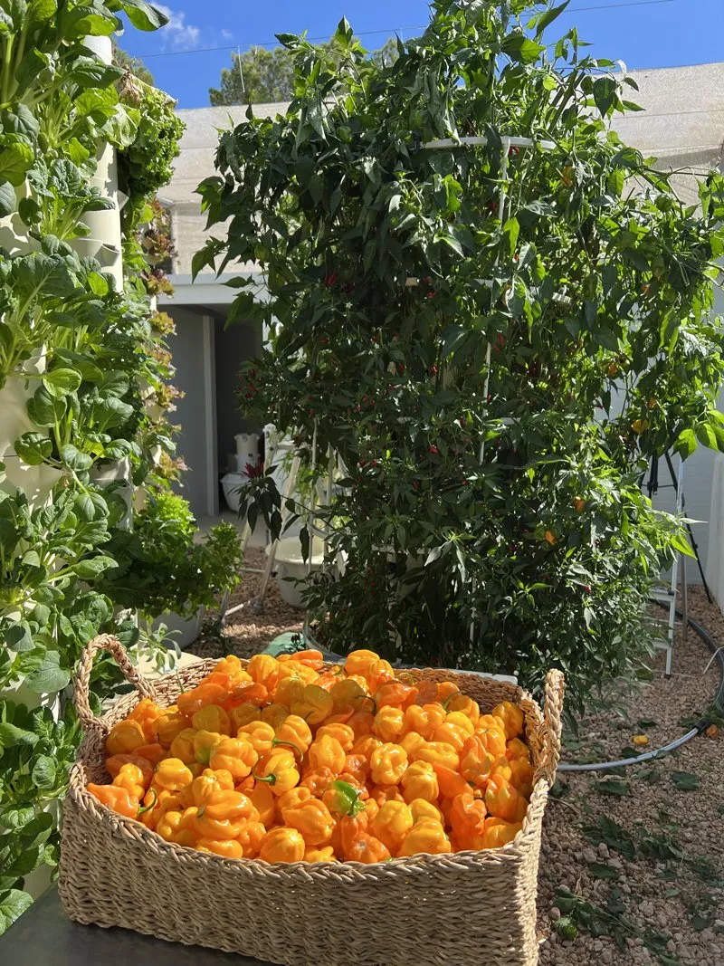 orange-habanero-harvest