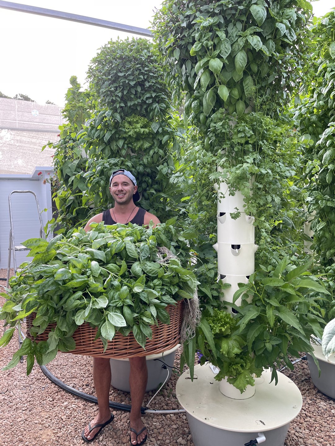 basil-tower-garden