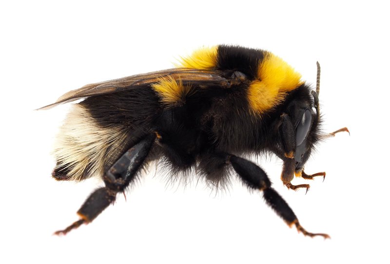 bumble-bee-beneficial-insect