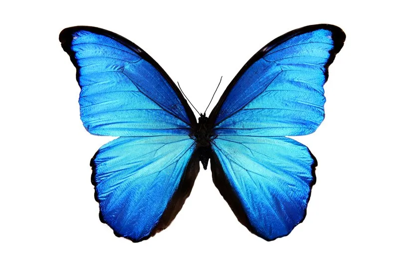 butterfly-beneficial-insect