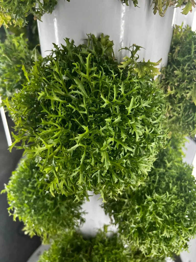 gather-in-omaha-aeroponics