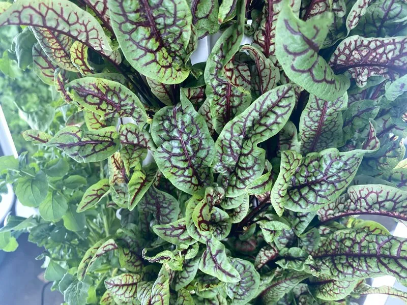 gather-in-omaha-sorrel