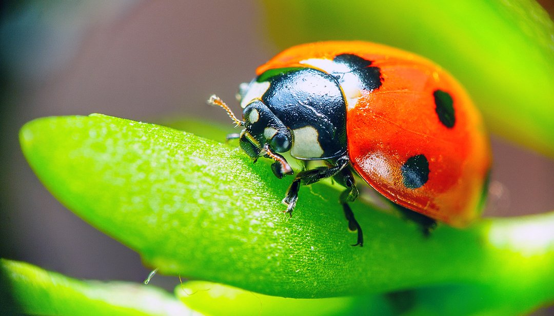 lady-bug-beneficial-insect