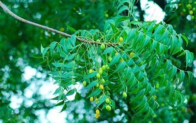 Neem Oil as a Natural Pesticide for Vertical Farming