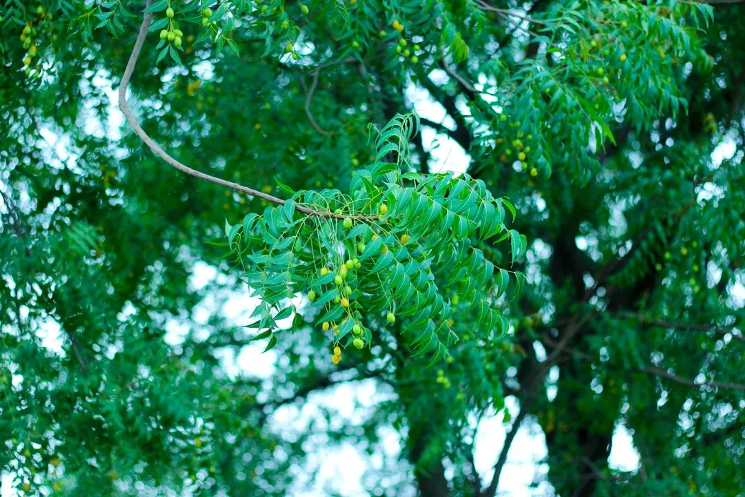 neem-tree