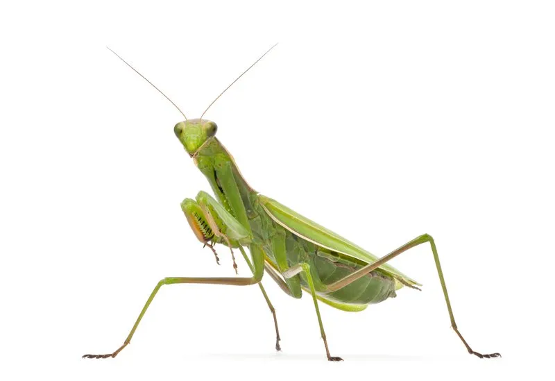 praying-mantis-beneficial-insect