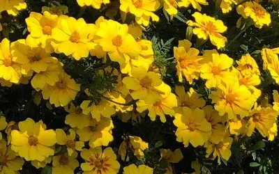 Pyrethrin as a Safe Insecticide for Sustainable Agriculture