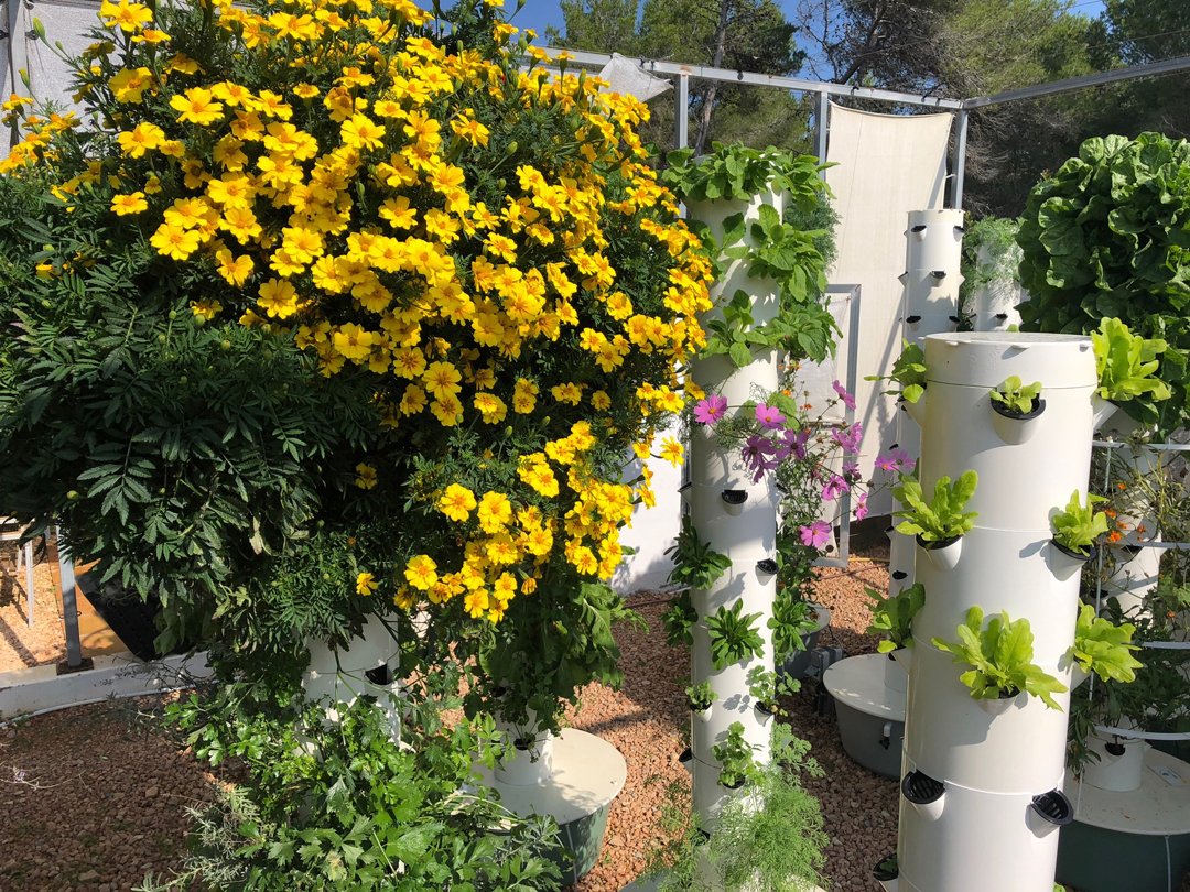 pyrethrin-pesticide-from-chrysanthemum