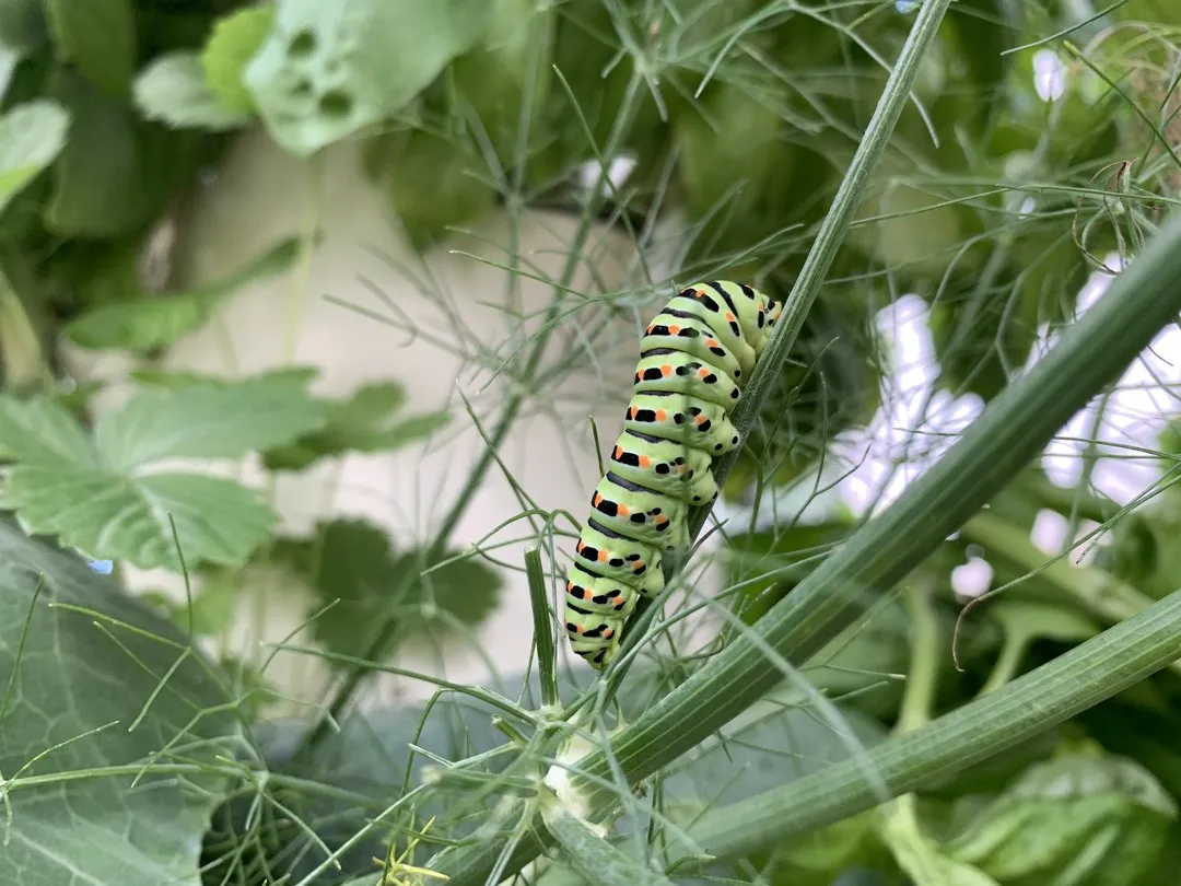 thuricide-for-caterpillars
