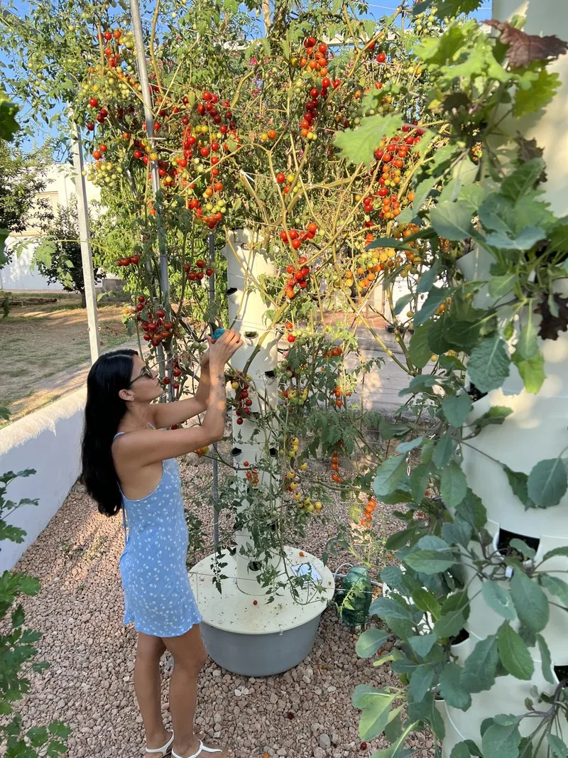 tomatoes-aeroponic-towers
