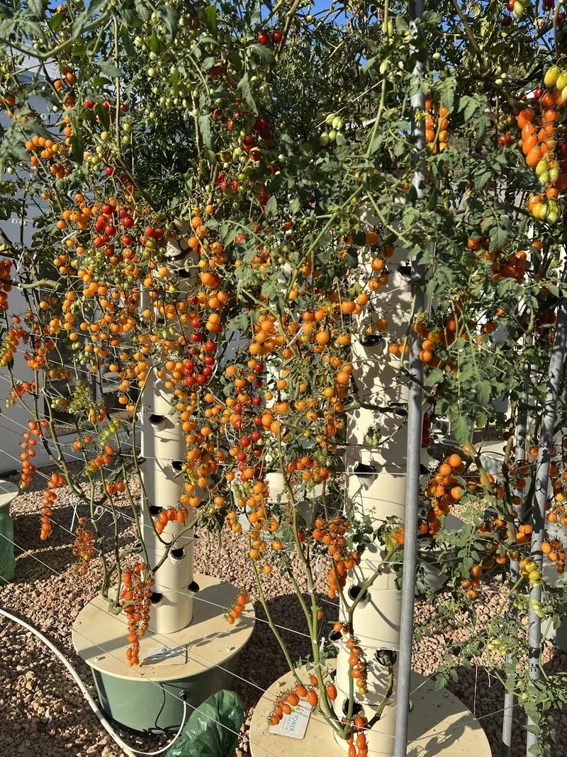 tomatoes-vertical-farming