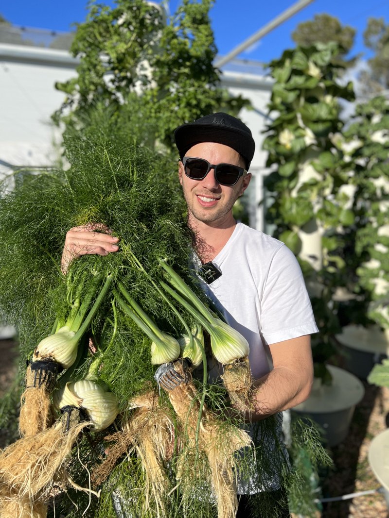 vertical-farming-fennel