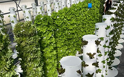 Visiting a commercial Tower Farm powered by Tower Garden technology