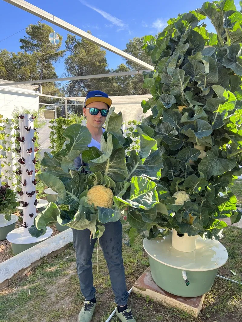 cauliflower-tower-garden