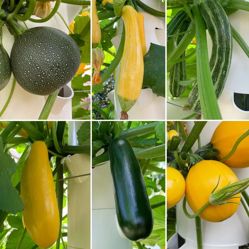 courgettes-tower-garden
