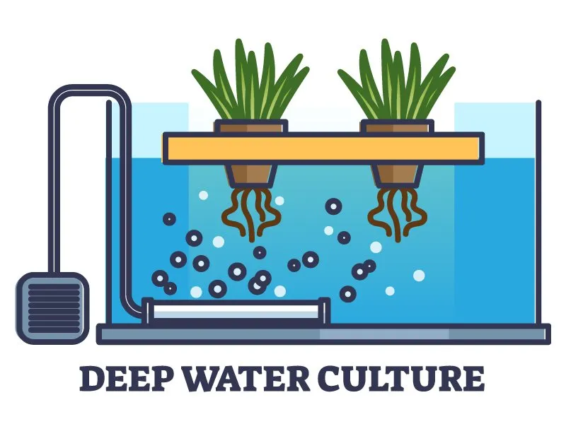 deep-water-culture-