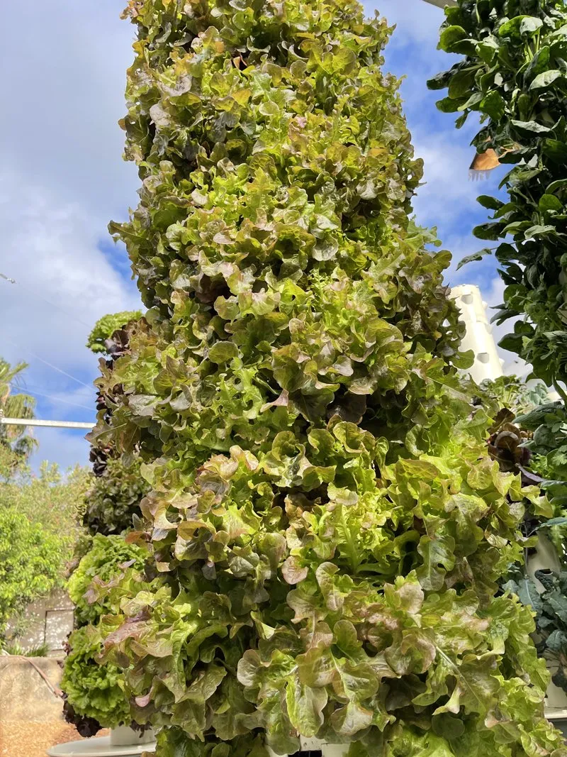 npk-for-vertical-farming