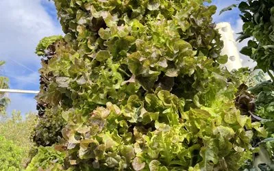 What does NPK mean when it comes to fertilizers?