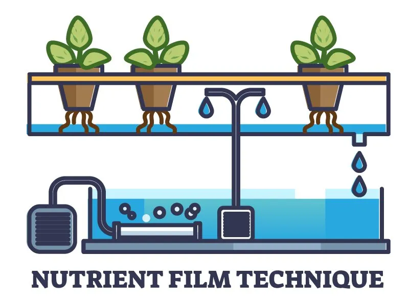 nutrient-film-technqiue