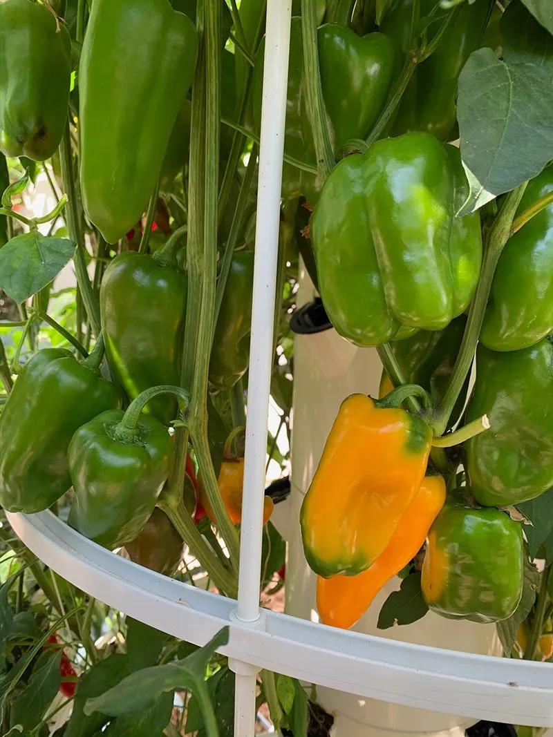 pepper-tower-garden