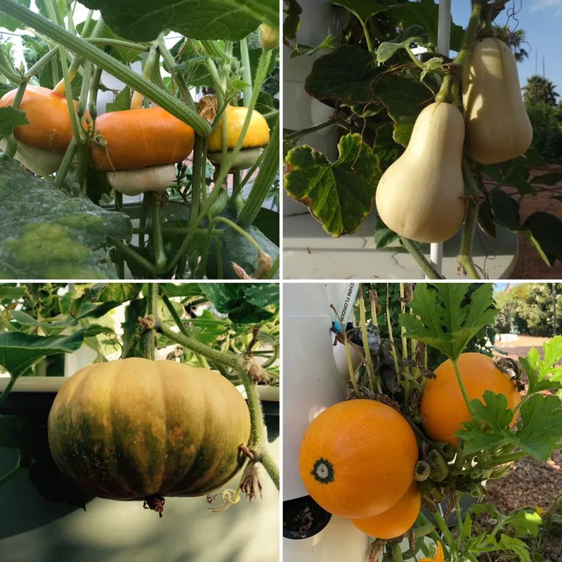squash-vertical-farming